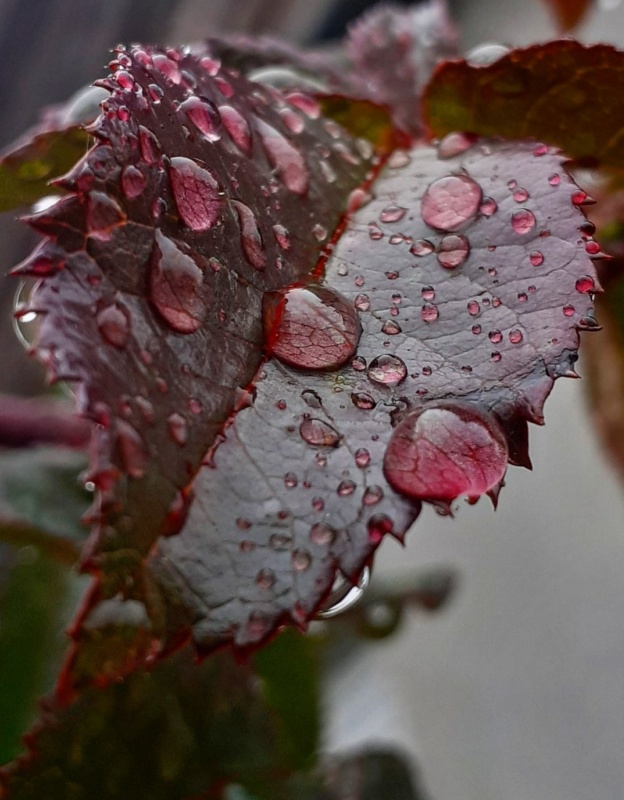 6659783e1bc23 harmatgyngy