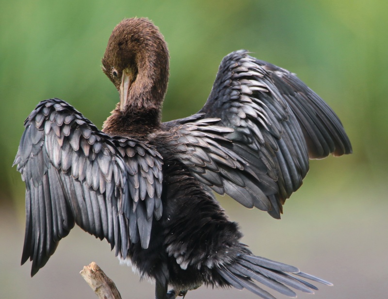 4. tollszkodkrkatona